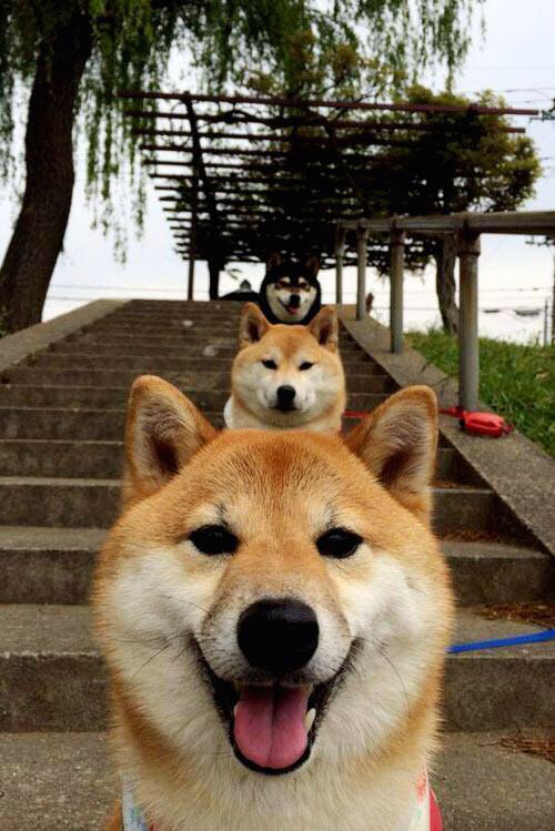 布伦森关键先生本色尽显，湖人团队篮球完胜独行侠