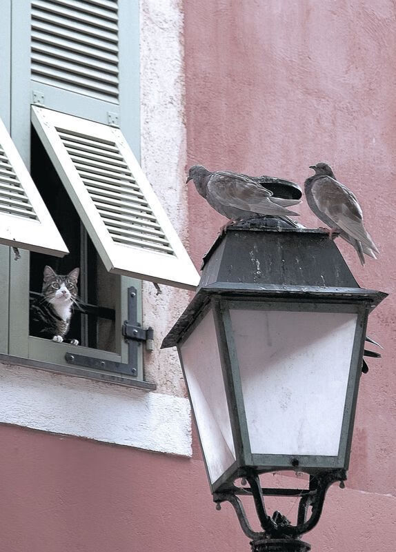 森林狼斩落老鹰,英格拉姆在东决关键战接管比赛